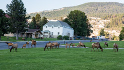 2014-07 USA Wildlife