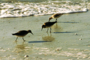 Strandläufer (und Delfine gabs auch, die aber nur ohne Foto).