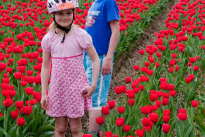 Dann gehts über die Grenze. Tulpen ...