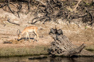 16.7. Chobe River Sunset Tour - Impala; Schlangenhalsvogel