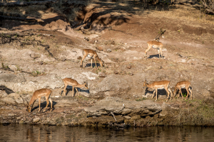 16.7. Chobe River Sunset Tour - Impalas