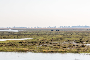 16.7. Chobe River Sunset Tour - Büffel und Hippo