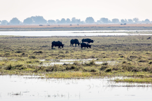 16.7. Chobe River Sunset Tour - Büffel