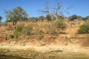 16.7. Chobe River Sunset Tour - Krokodil