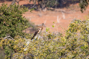 16.7. Chobe River Sunset Tour - Schlangenhalsvogel