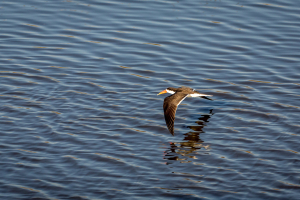 16.7. Chobe River Sunset Tour - African Skimmer