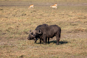 16.7. Chobe River Sunset Tour - Büffel