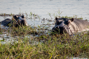 16.7. Chobe River Sunset Tour - Hippos