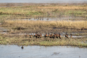 16.7. Chobe River Sunset Tour - Ägyptische Gans