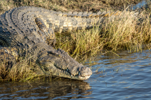 16.7. Chobe River Sunset Tour - Krokodil