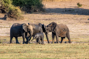 16.7. Chobe River Sunset Tour - Elefanten