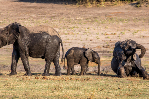 16.7. Chobe River Sunset Tour - Elefanten