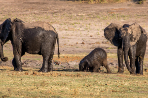 16.7. Chobe River Sunset Tour - Elefanten