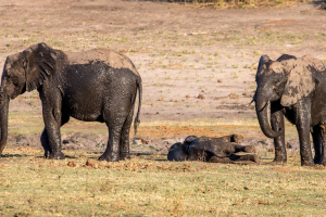 16.7. Chobe River Sunset Tour - Elefanten