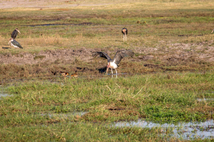 16.7. Chobe River Sunset Tour - Marabus