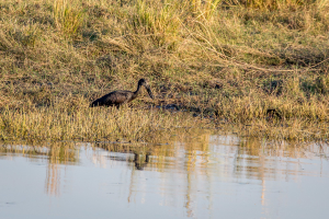 16.7. Chobe River Sunset Tour - Schwarzer Storch