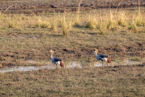 16.7. Chobe River Sunset Tour - Kronenkraniche