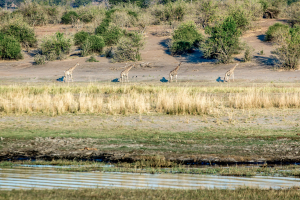 16.7. Chobe River Sunset Tour - Giraffen