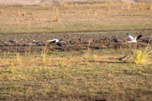 16.7. Chobe River Sunset Tour - Gelbschnabelstörche