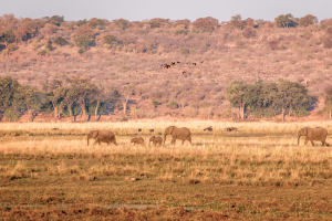 16.7. Chobe River Sunset Tour - Elefanten und ägypt. Gänse