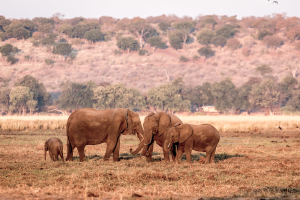 16.7. Chobe River Sunset Tour - Elefanten