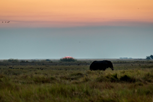 16.7. Chobe River Sunset Tour - Elefanten