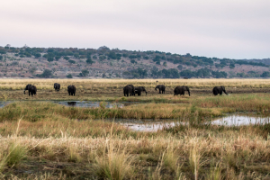 16.7. Chobe River Sunset Tour - Elefanten