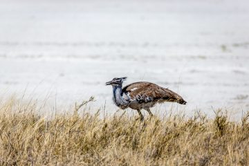 26.7. Fisher's Pan - Riesentrappe