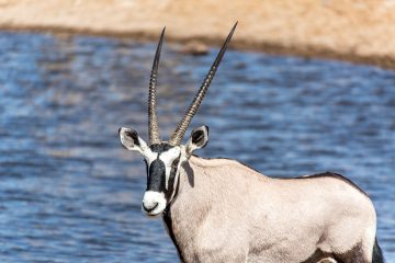 26.7. Chudob Waterhole - Oryx