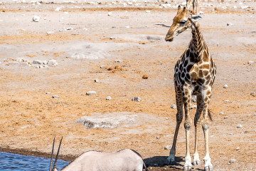 26.7. Chudob Waterhole - Giraffe, Oryx