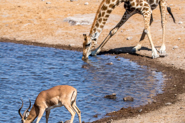26.7. Chudob Waterhole - Giraffe, Impala
