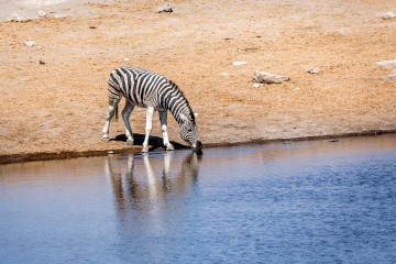 26.7. Chudob Waterhole - Zebra