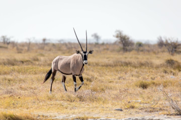26.7. Okerfontein - Oryx