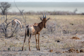 26.7. Okerfontein - Junges Hartebeest