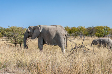 26.7. Okerfontein - Elefanten