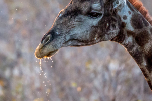 26.7. Moringa Waterhole, Halali - Giraffe