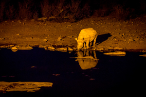 26.7. Moringa Waterhole, Halali - Nashorn