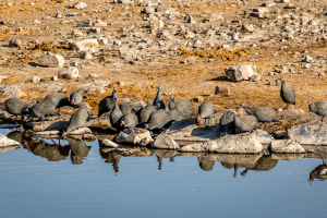 27.7. Moringa Waterhole, Halali - Guinea Fowls
