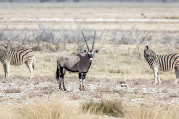27.7. Sueda - Oryx, Zebras