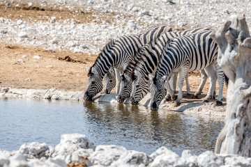 27.7. Olifantsbad  - Zebras