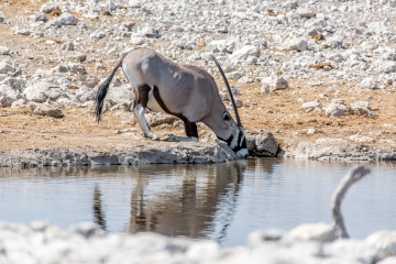 27.7. Olifantsbad - Oryx