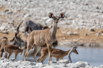 27.7. Olifantsbad - Kudu