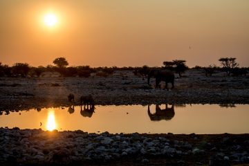 27.7. Okaukuejo Waterhole - 17:16 Uhr