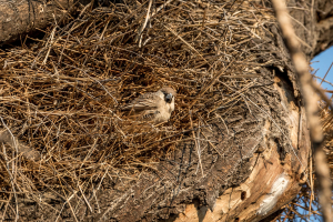 28.7. Okaukuejo Waterhole - Webervogel