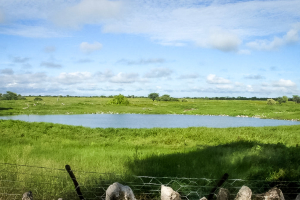 28.7. Okaukuejo Waterhole - im März, grün, aber ohne Tiere