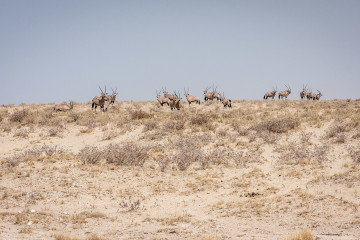 28.7. Leeubron - große Oryx-Herde