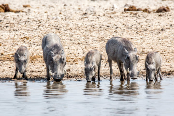 28.7. Ozonjuitji m'Bari - Warthog-Familie