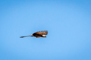 3.-8.8. Kambaku - Go-away-Bird