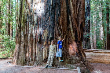 15.-17.7. Humboldt Redwoods SP - Giant Tree