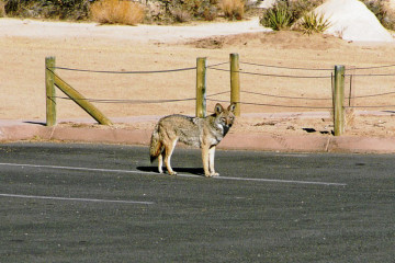 Koyote im Joshua Tree NP.